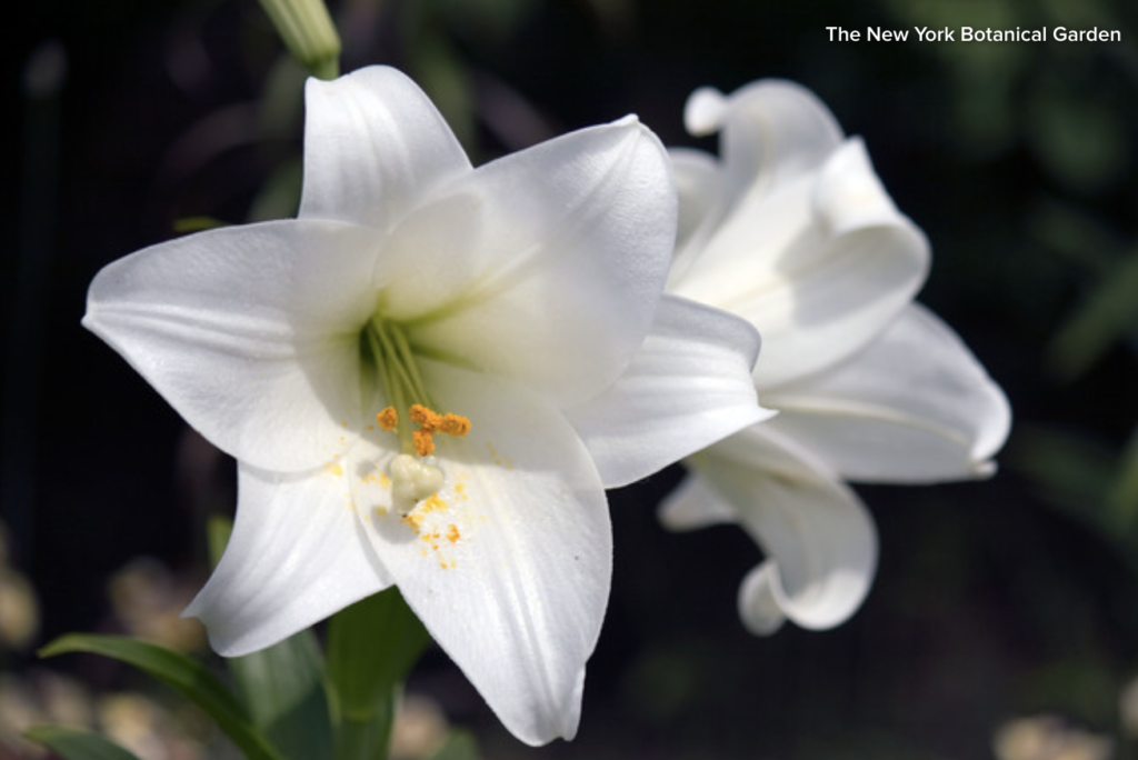 Easter Lily