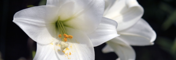 Easter Lily