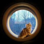 A golden classic tabby Siberian kitten sits in the frame of a round window