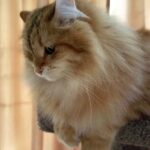 A golden classic tabby Siberian cat sits at the top of a cat tower looking down
