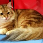 A golden classic tabby Siberian cat sits in a red travel house