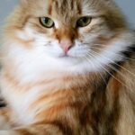 A golden classic tabby Siberian cat sits on a table staring at the camera