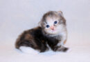 A newborn kitten sits in front of a white background