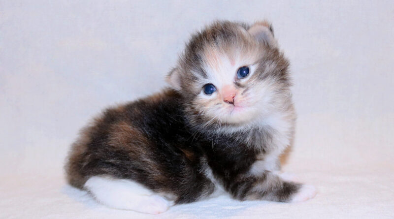 A newborn kitten sits in front of a white background