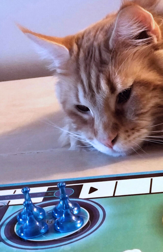 Ginger Maine Coon cat playing the board game Sorry