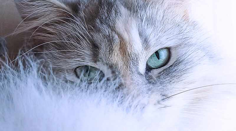 Closeup of a Silver Patched Tabby Siberian with green eyes