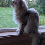 A Silver Patched Tabby Siberian with green eyes looking out of an open window in spring