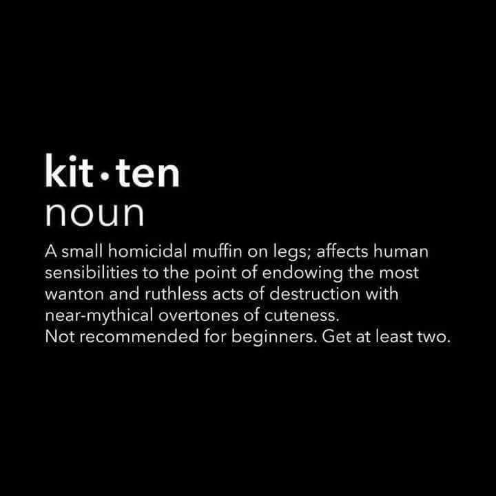 Paragraph with words that define kitten in a sarcastic way