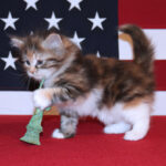 A very young kitten is standing in front of an American flag playing with a tiny Statue of Liberty