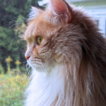 Cameo Siberian cat looks outside an open window in the spring.