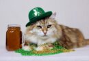 Golden Siberian cat dressed up in a green hat and golden beads for St. Patrick's Day